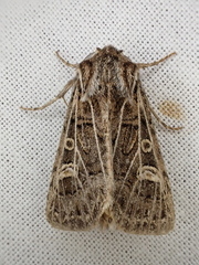 Tholera decimalis