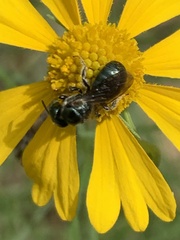 Ceratina calcarata