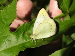 Colias lesbia