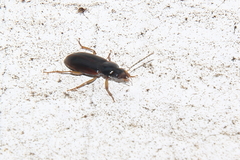 Stenolophus ochropezus