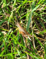 Melanoplini
