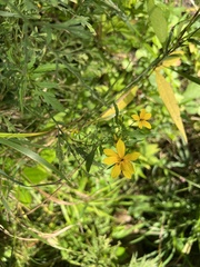 Bidens polylepis