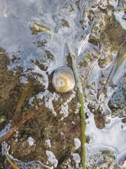 Anemonia viridis