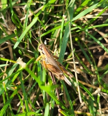 Melanoplini