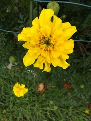 Tagetes erecta