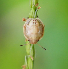 Eysarcoris ventralis