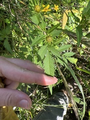 Bidens polylepis