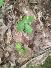 Anemone virginiana