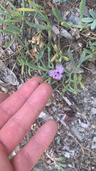 Cakile maritima