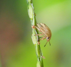Eysarcoris ventralis