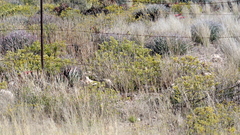 Aloe claviflora