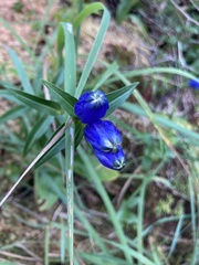 Gentiana linearis