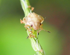 Eysarcoris ventralis