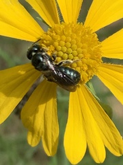 Ceratina calcarata