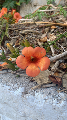 Campsis grandiflora