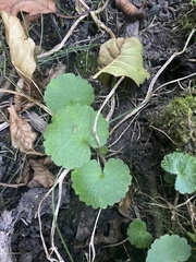 Chrysosplenium alternifolium