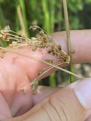 Juncus effusus