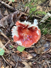 Russula rosacea