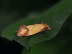 Agapeta zoegana