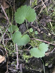 Chrysosplenium alternifolium
