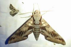 Eumorpha typhon