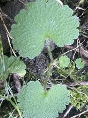 Chrysosplenium alternifolium