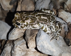 Bufotes viridis viridis