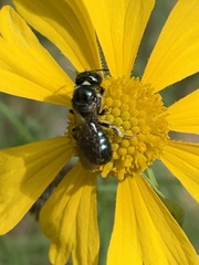 Ceratina calcarata