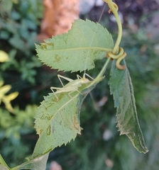 Oecanthus quadripunctatus