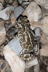 Bufotes viridis viridis
