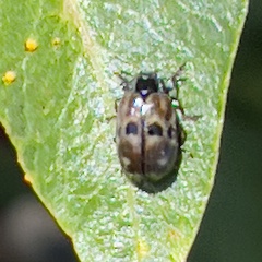 Chrysomela