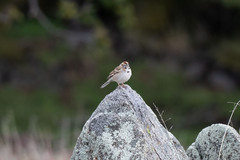 Chondestes grammacus strigatus