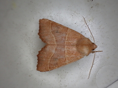 Atethmia centrago