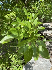 Fraxinus berlandieriana