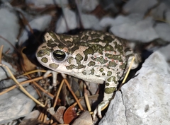 Bufotes viridis viridis