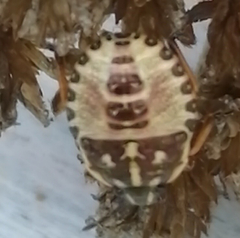 Carpocoris