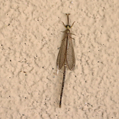 Brachynemurus
