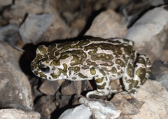 Bufotes viridis viridis