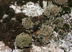 Cladonia ochrochlora