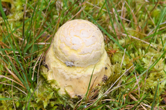 Amanita wellsii