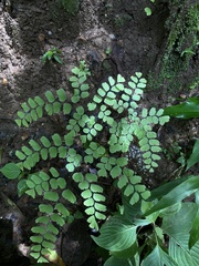 Adiantum amplum