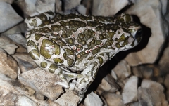Bufotes viridis viridis