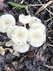 Desarmillaria tabescens