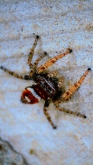 Phidippus arizonensis