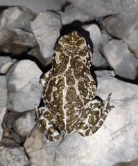 Bufotes viridis viridis
