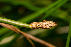 Eleocharis palustris