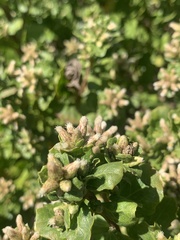 Baccharis pilularis