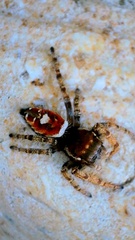 Phidippus arizonensis