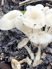 Desarmillaria tabescens