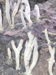 Clavaria fragilis